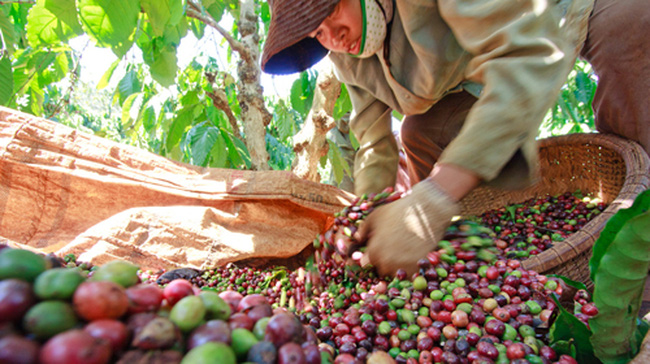 Khối lượng và giá trị xuất khẩu cà phê Việt Nam 3 tháng đầu năm 2020 giảm 3% về khối lượng và giảm 5,6% về giá trị so với cùng kỳ năm 2019.