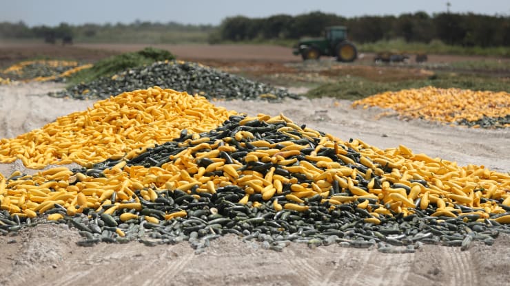 Những trái bí sau khi hoạch bị bỏ lại khắp nơi tại một nông trại ở Florida.