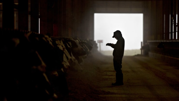   Alfred Brandt vắt sữa bò Holstein của mình tại trang trại của gia đình anh có truyền thống chăn nuôi từ năm 1840 và bị ảnh hưởng bởi sự gián đoạn chuỗi cung ứng do COVID-19, ở Linn, Missouri.  