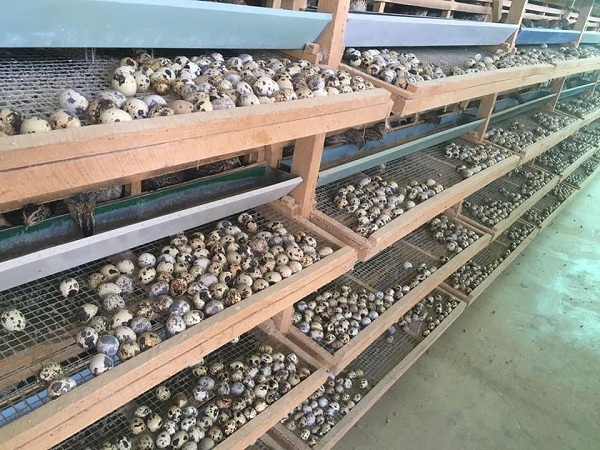 Trứng cút giảm mạnh khiến hàng loạt hộ nuôi chim cút phải bán tháo đàn.