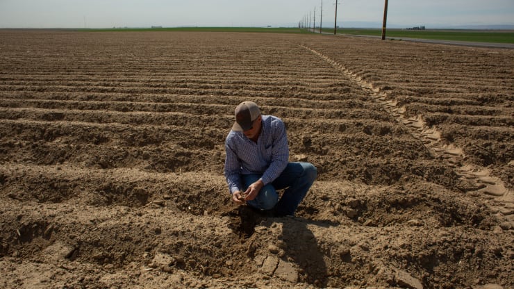   Một nông dân cầm một củ khoai tây giống trên một cánh đồng khoai tây mới trồng tại trang trại Friehe ở Moses Lake, Washington.  Ảnh: Bloomberg.  