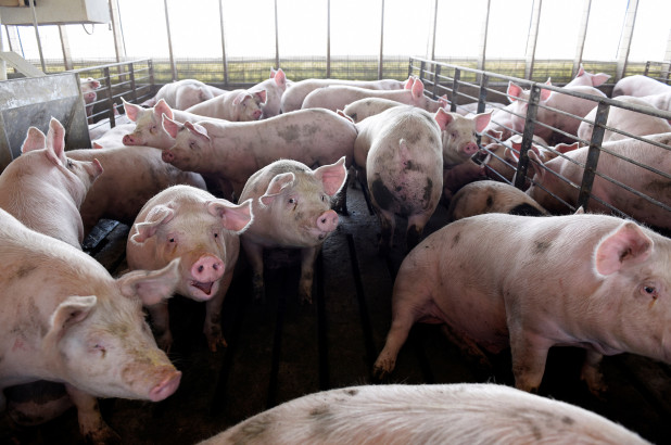   Các trang trại ở Mỹ buộc phải tiêu hủy vật nuôi như lợn, gà vì các lò mổ đóng cửa để ngăn chặn dịch COVID-19.  