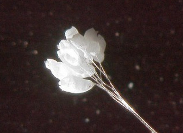   Hoa ưu đàm được phóng to bằng kính hiển vi (Nguồn Internet)   