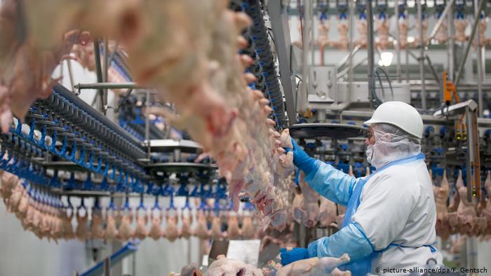 Các nhà virus học hàng đầu không coi việc chăn nuôi trong nhà máy và sản xuất thịt công nghiệp là những nguyên nhân chính gây ra bệnh lây truyền từ động vật sang người do virus. Ảnh: Internet