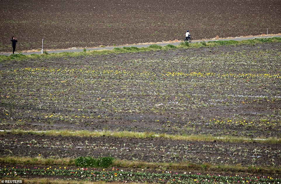   Một người phụ nữ chụp ảnh những khu vườn bị cắt bỏ những bông hoa, khi một người đàn ông đạp xe qua. Binh thường, rất nhiều khách du lịch đổ về các vườn hoa để chiêm ngưỡng hoa tulip.  