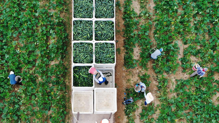   Một ảnh chụp trên cao từ máy bay không người lái cho thấy các công nhân nông trại đổ dưa vào thùng rác để chuyển đến làm thức ăn gia súc.   