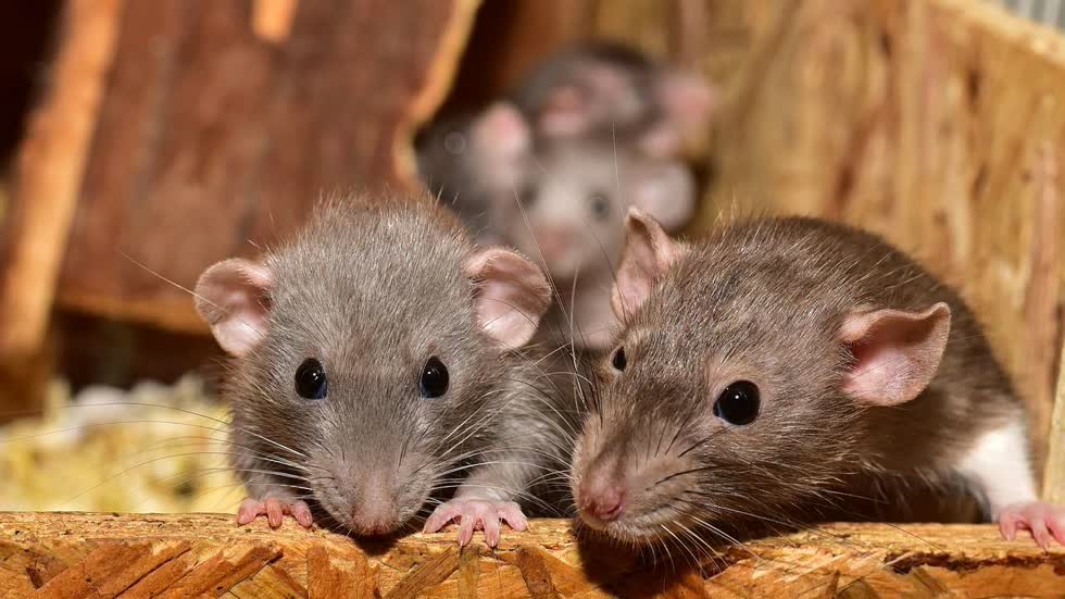 Chuột là một trong số loài gặm nhấm có nguy cơ lây nhiễm virus Chapare.