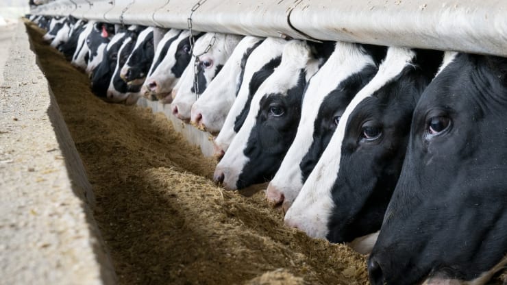   Bò sữa đứng tại một trang trại gia súc ở West Canaan, Ohio.  