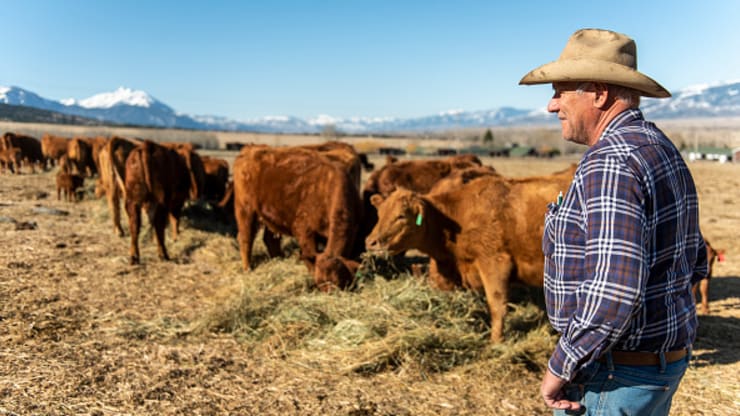   Nông dân Martin Davis kiểm tra những con bò và bê Red Angus của mình sau khi cho ăn vào ngày 21/4/2020 tại Paradise Valley, Montana.  