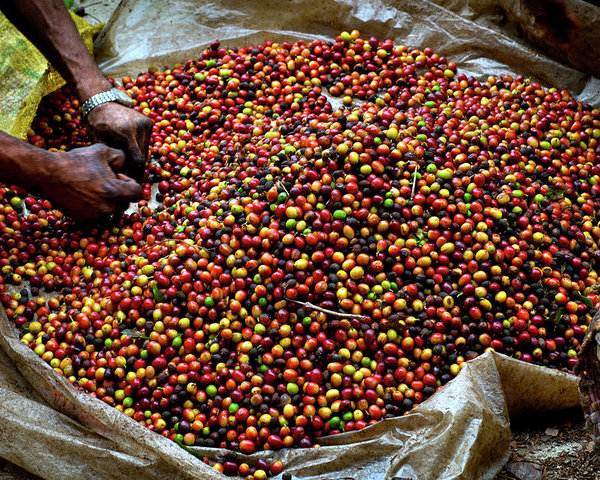 Giá cà phê thế giới giảm đồng loạt