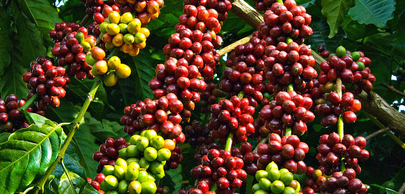 Giá cà phê robusta tại London giảm mạnh