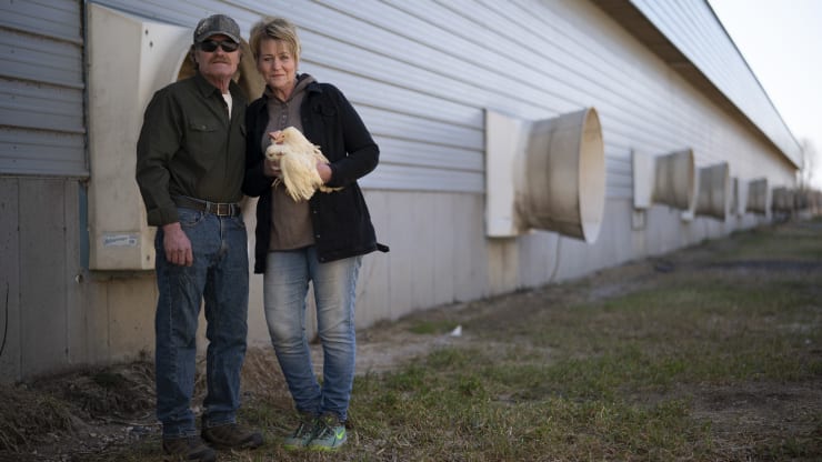  Nông dân chăn nuôi gia cầm Kerry và Barb Mergen bên ngoài trang trại gà trống của họ ở Albany, Minnesota, (ảnh trái) và 15 con gà mái may mắn còn sót lại trong hơn 61.000 con gà bị tiêu hủy.