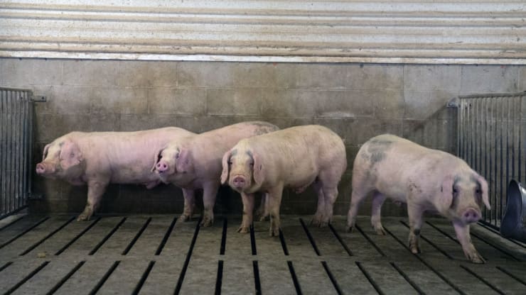    Một nông dân kiểm tra đàn lợn tại một trang trại ở Smithville, Ohio.   