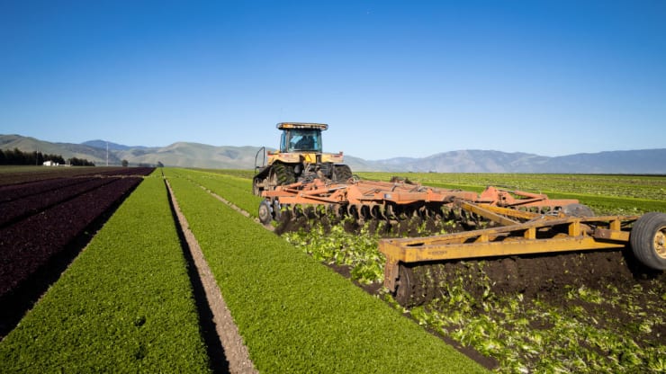   Nông dân ở vùng Greenfield, California đã cày xới các cánh đồng salad, bắp cải, đậu xanh, bí xanh và các sản phẩm khác thường được thu hoạch vào thời điểm này trong năm. Hàng tấn nông sản tươi đã bị bỏ lại đến thối rữa trên các cánh đồng.  