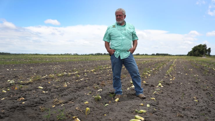   Ông Hank Scott, chủ tịch của Long & Scott, đứng trong một cánh đồng dưa chuột thối rữa mà ông ta không thể thu hoạch do thiếu nhu cầu.  