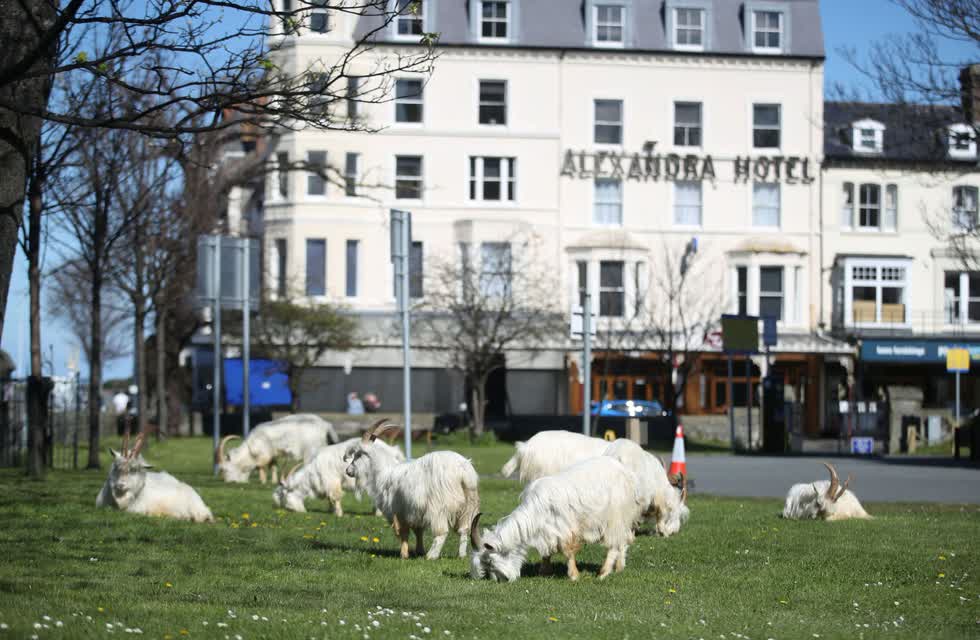 Một nhóm dê ung dung gặm cỏ va tận hưởng ánh nắng trên bãi cỏ phía trước khách sạn Alexandra ở Llandudno.