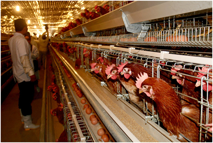 Nhiều trang trại gà đẻ quy mô lớn lỗ tiền tỷ mỗi tháng vì giá trứng rớt giá thê thảm.
