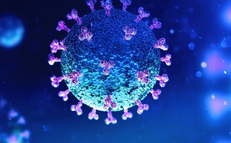 WHO khẳng định virus SARS-CoV-2 xuất phát từ loài dơi