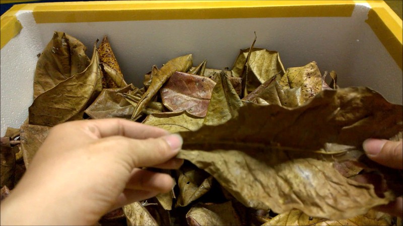 Lá bàng khô được rao bán từ 800-1.000 đồng/chiếc.