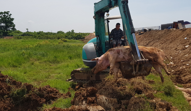  Tiêu hủy lợn mắc dịch tả châu Phi ở xã Thanh Bình, Chương Mỹ, Hà Nội tháng 6/2019. Ảnh: Vnexpress.    