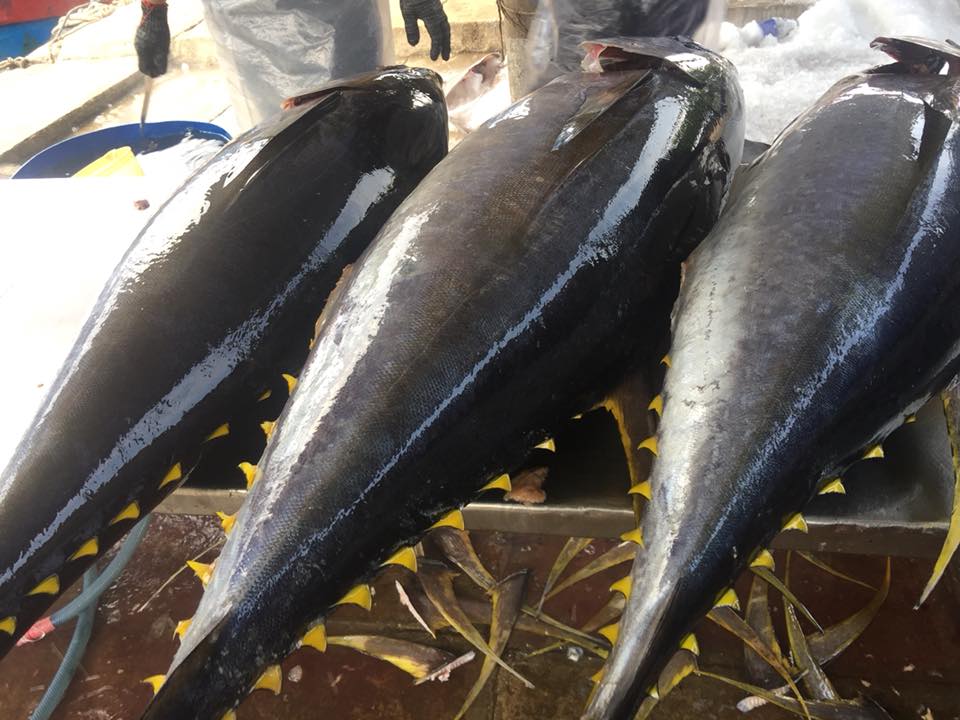Xuất khẩu cá ngừ sang Nhật tăng. 