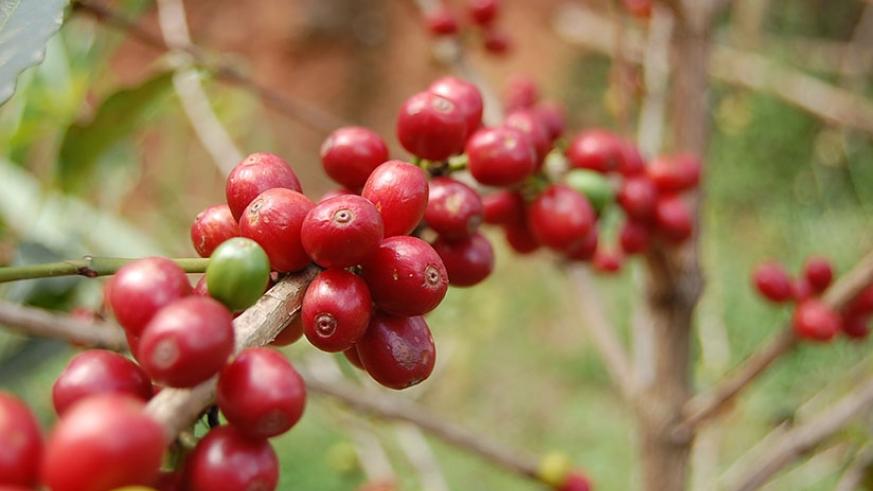 Cà phê Tây Nguyên tăng 200 đồng/kg đầu tuần