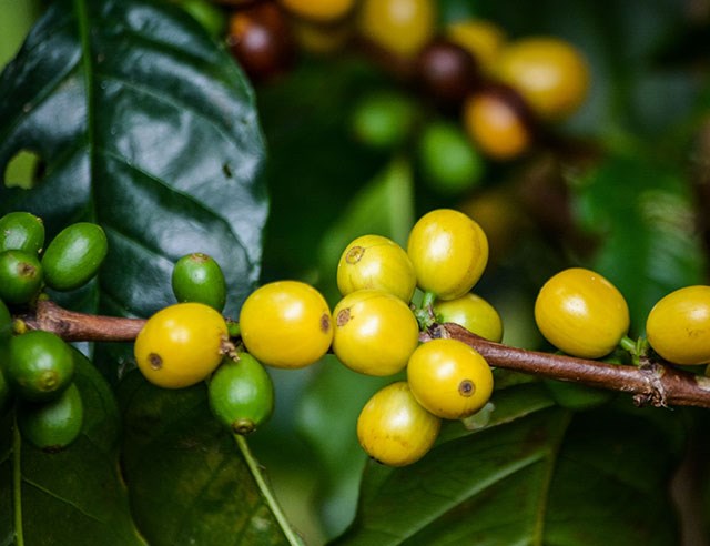 Giá cà phê Arabica giảm do nguồn cung dồi dào