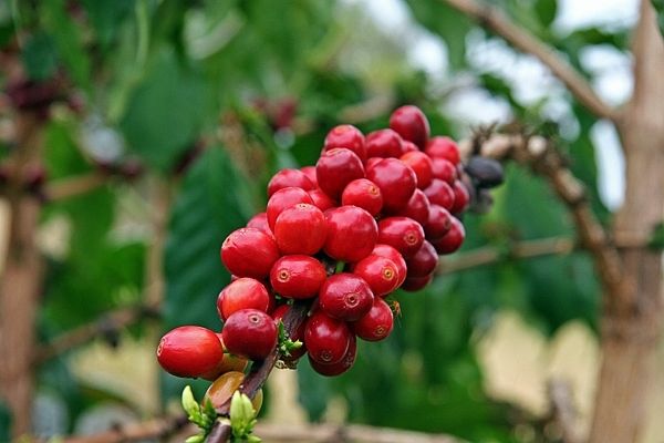 Cà phê Arabica tiếp tục tạo đáy mới trên thị trường thế giới