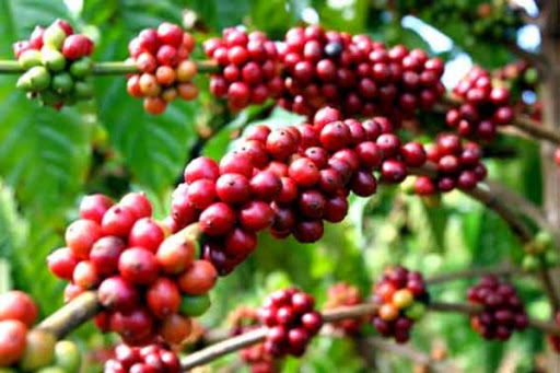 Giá thế giới ảm đạm, cà phê Tây Nguyên giảm 100 đồng/kg