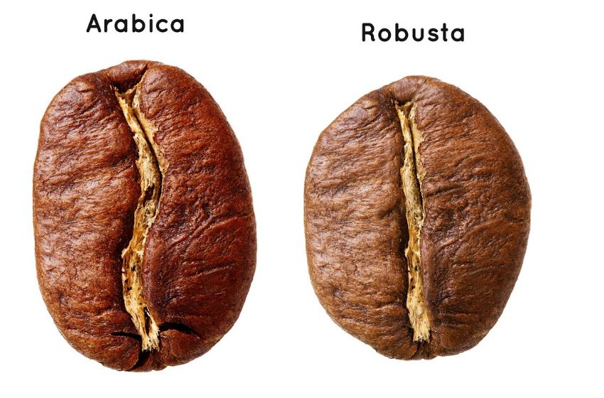 Sự khác nhau giữa hạt cà phê Robusta và Arabica.