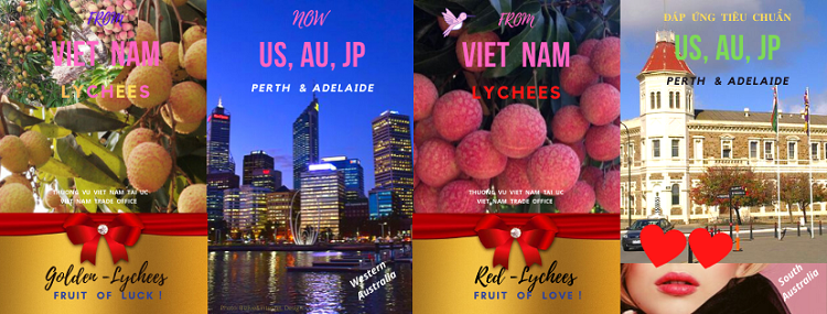 9 tấn vải U hồng Việt Nam sẽ vào thị trường Australia
