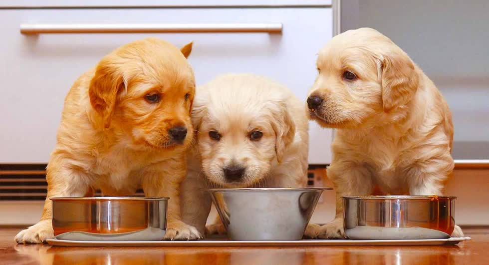 Chế độ dinh dưỡng và cách tiêm phòng cho chó con nuôi tại nhà