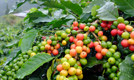 Cà phê Châu Mỹ tiếp tục xu hướng giảm, nguồn cung lại dồi dào