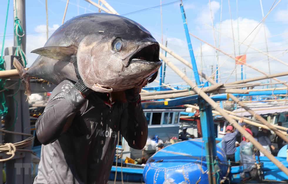 Nhờ EVFTA, cá ngừ Việt Nam rộng đường cạnh tranh hơn với các nước khác. Ảnh: TTXVN
