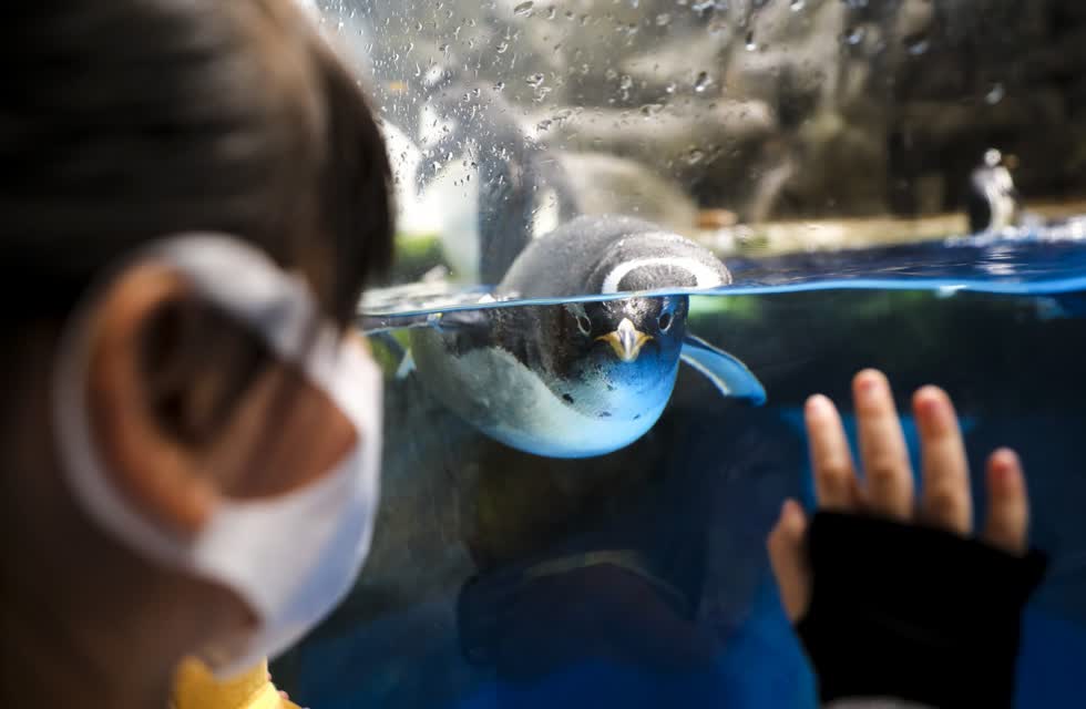 Trong ảnh là một chú chim cánh cụt bơi trong bể cá tại Ocean Park Hong Kong.