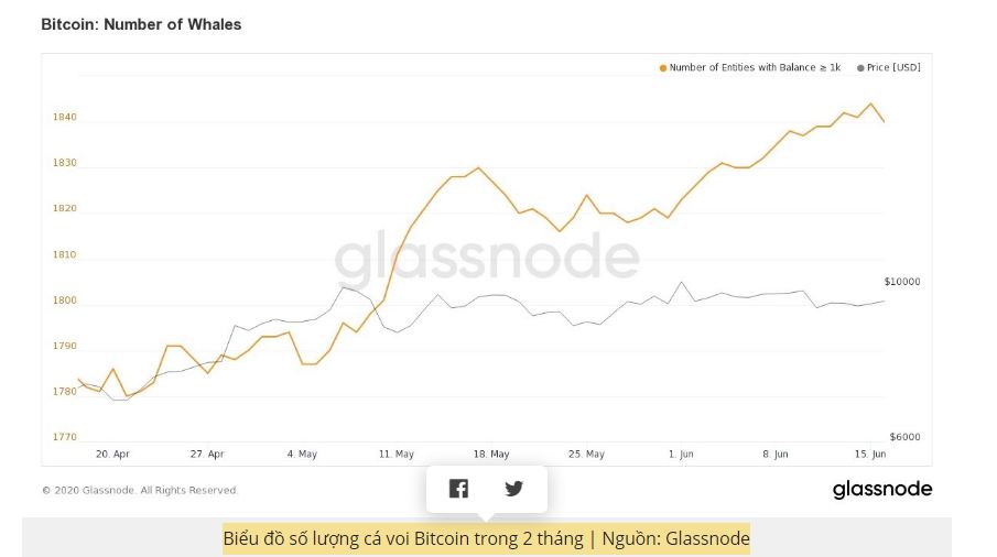 Bitcoin ở mức 9.300 USD, số lượng cá voi tăng lên