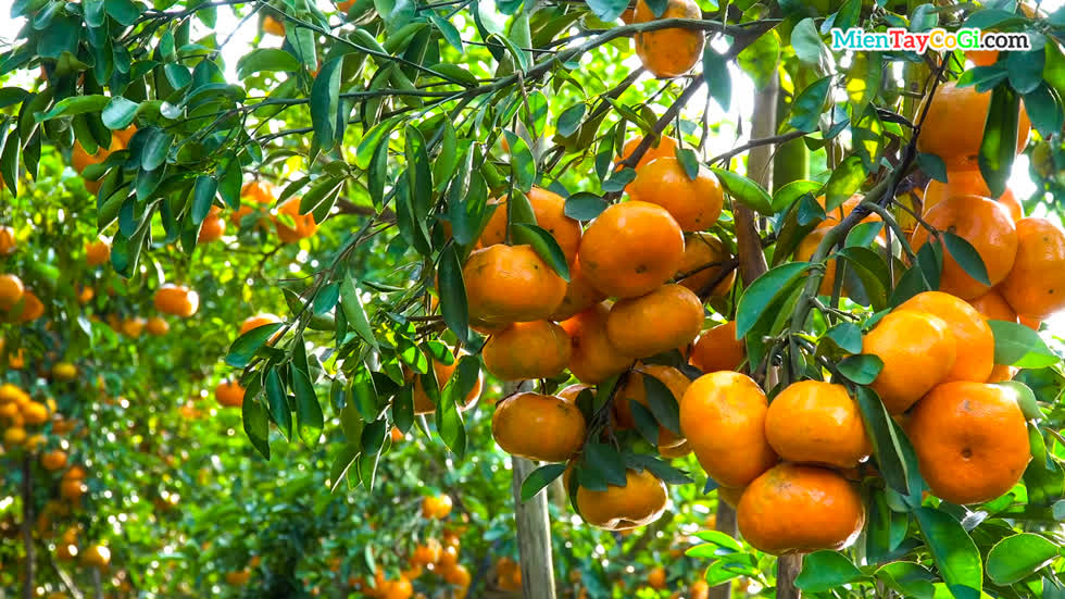 Top 8 loại đặc sản trái cây miền Nam nổi tiếng nhất