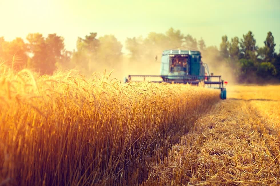  Australia đang bị thiếu hụt một lượng lớn nguồn cung cấp gạo nội địa.