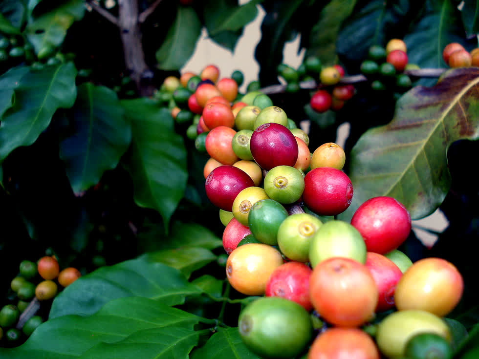 Giá cà phê Arabica tăng, rời mức thấp nhất trong tháng 10