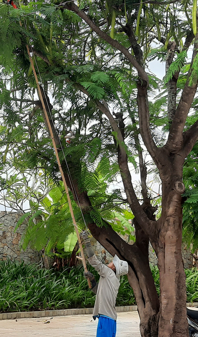 Người dân TP. Nha Trang cũng hối hả cắt tỉa cây cành đề phòng cây ngã. Ảnh: Báo Khánh Hòa