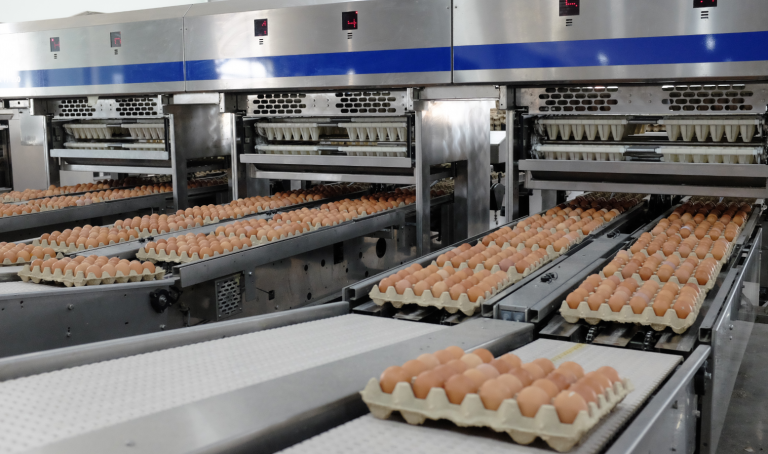 Không chỉ dẫn đầu thị phần thép thô, Hòa Phát còn dẫn đầu thị phần cung cấp trứng gà cho thị trường phía Bắc với hơn 550.000 trứng gà cung ứng ra thị trường mỗi ngày. Ảnh: HPG.