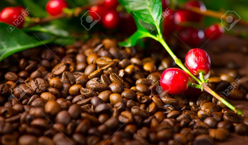 Cà phê Arabica tăng nhờ nhu cầu đang phục hồi mạnh