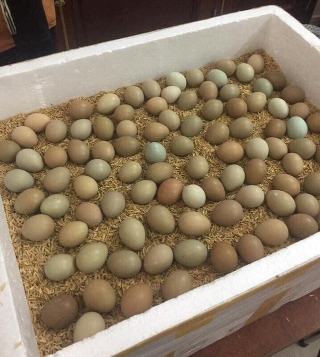   Trứng chim trĩ hiện đang là mặt hàng 