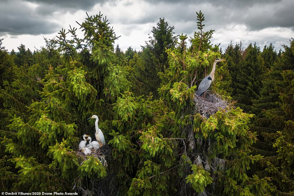   Bức ảnh đoạt giải nhất ở hạng mục Động vật hoang dã thuộc về tác phẩm chụp hai tổ diệc trên ngọn cây cao ở Nga. Bức ảnh được chụp bởi nhiếp ảnh gia người Nga Dmitrii Viliunov và được đặt tên là “Nơi những con diệc sống”.  