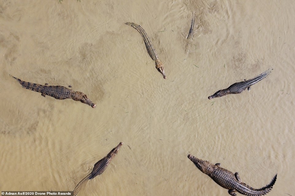 Bức ảnh chụp những con cá sấu ở Bangladesh bởi nhiếp ảnh gia Adnan Asif được đánh giá cao ở hạng mục Động vật hoang dã.