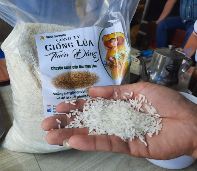 Dù không được cấp phép lưu hành nhưng giống lúa Thiên Đàng được phân phối sản xuất rộng khắp, đóng gói quảng cáo rầm rộ. Ảnh: NN