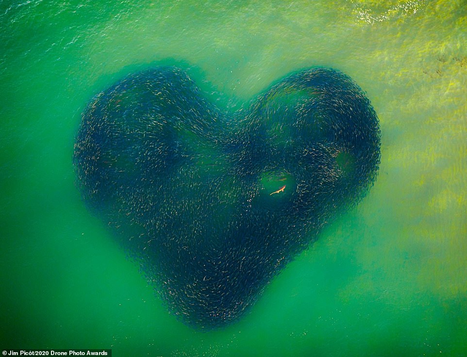   Bức ảnh Love Heart of Nature (Trái tim tình yêu thiên nhiên) của Jim Picôt, là bức ảnh giành chiến thắng chung cuộc ở  Drone Photo  Awards 2020 .  