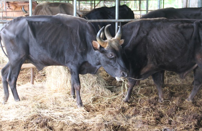 Cuối năm 2019 đến nay, đàn bò tót lai F1 bị nuôi nhốt, ăn rơm khô để duy trì sự sống. Ảnh: Tiền Phong