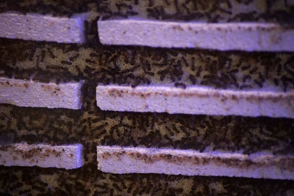 Just Ants cung cấp 30 loài kiến ​​được bán trong các trang trại nuôi kiến ​​bộ khởi động. Ảnh: Reuters.