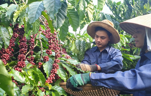EU là thị trường tiêu thụ nhiều cà phê nhất của Việt Nam, chiếm 40% trong tổng lượng và 38% về tổng kim ngạch xuất khẩu. Ảnh: KTNT